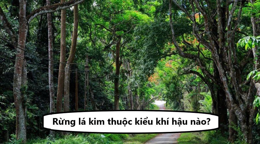 Rừng lá kim thuộc kiểu khí hậu nào? Đặc điểm khí hậu khu vực rừng lá kim